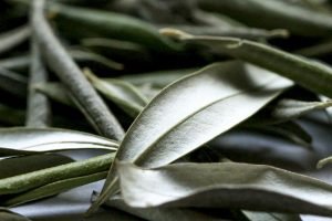 Read more about the article Reduces blood pressure: How Olive Leaf Tea may mupport heart health